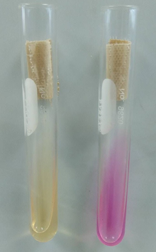 Triple Sugar Iron (TSI) agar. ปิยะรัตน์ จิตรภิรมย์ | by Piyarat ...