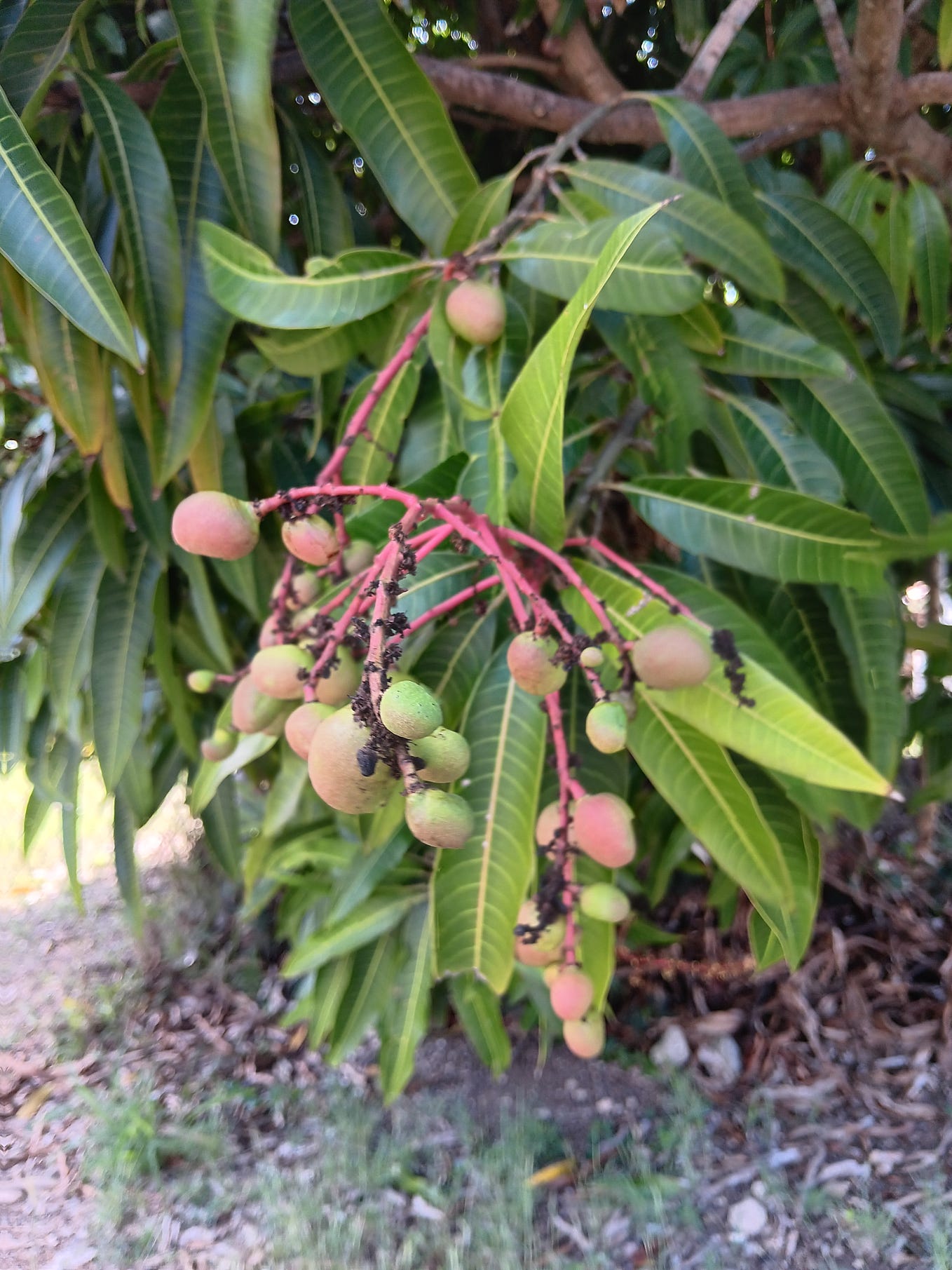 Excited Micaya Raven Labadie Medium excited-micaya-raven-labadie-medium