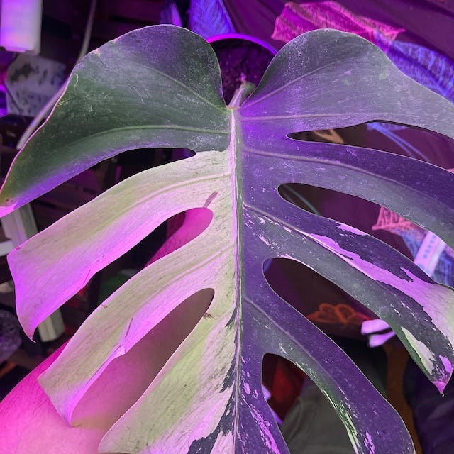 Buy Rare & Exotic Plants — Unique Plant Selection For Sale by