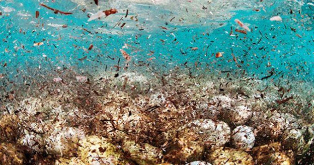 Microplastic: The Invisible Pollutant