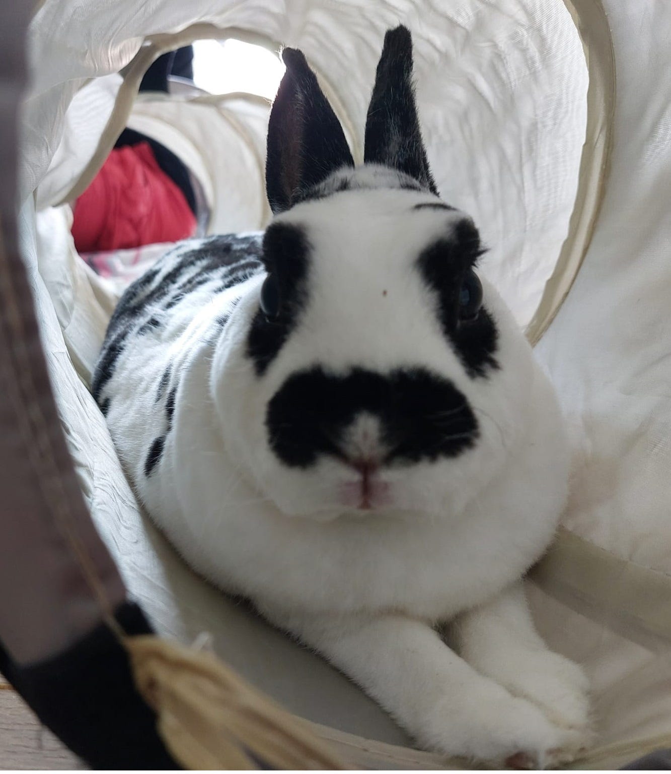 Killers of the Flower Moon. A summary, book and movie review by