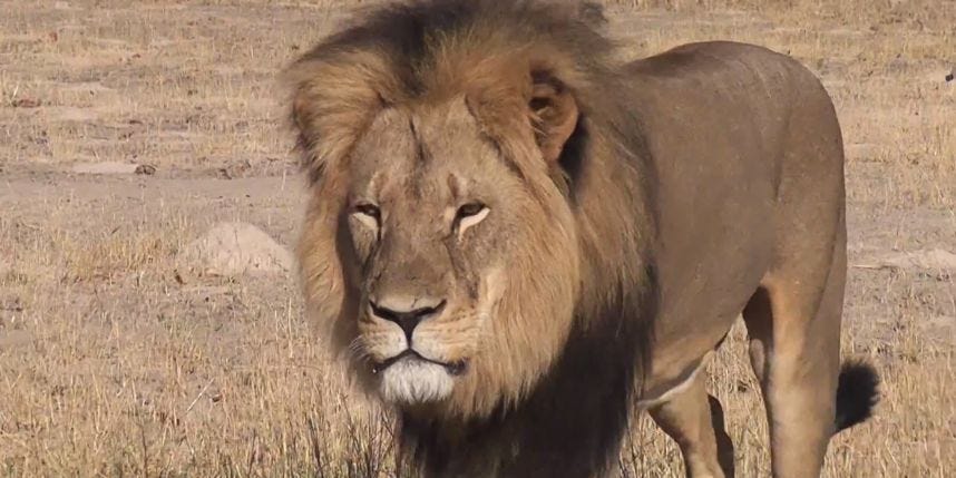 Obituary: The conflicted legacy of Cecil Zimbabwe’s Lion