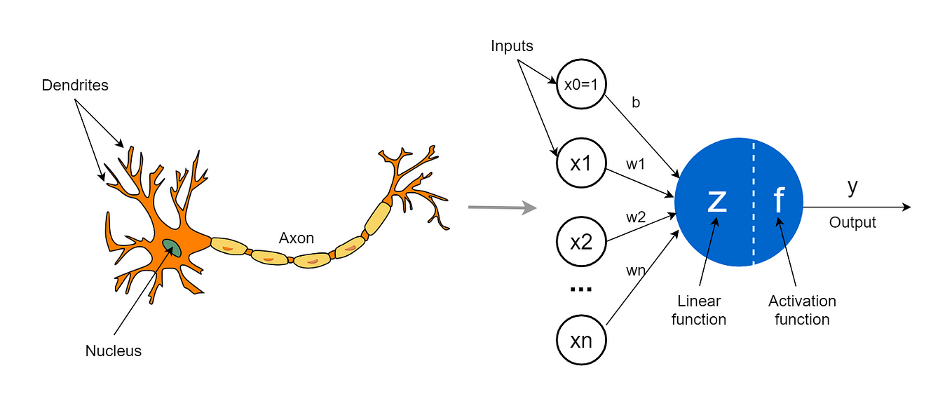 The Concept of Artificial Neurons (Perceptrons) in Neural Networks