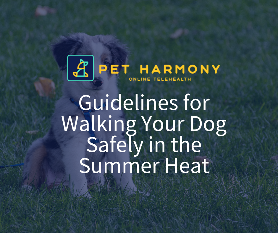 6 Tips for Safely Walking Your Pets in the Summer by Pet Harmony