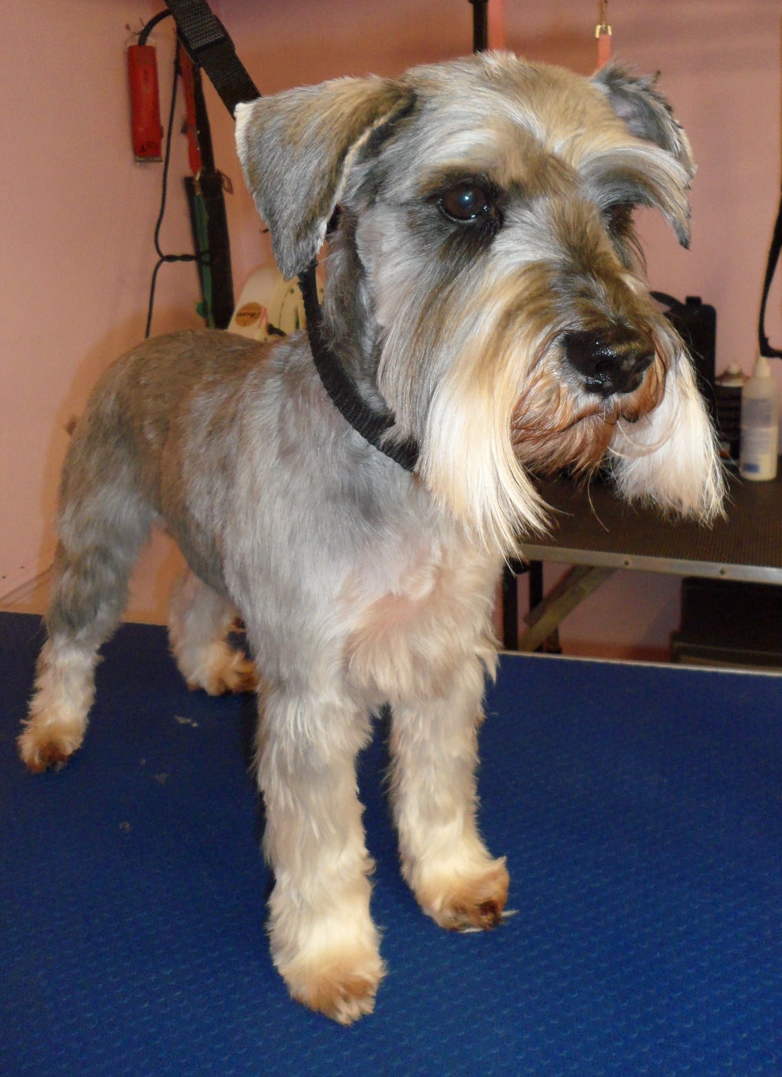 Puppy Grooming Wiltshire. Looking for service for Puppy Grooming… by