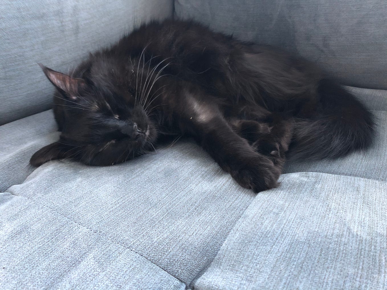 Does My Cat Need a Companion?. It’s a question pretty much every cat