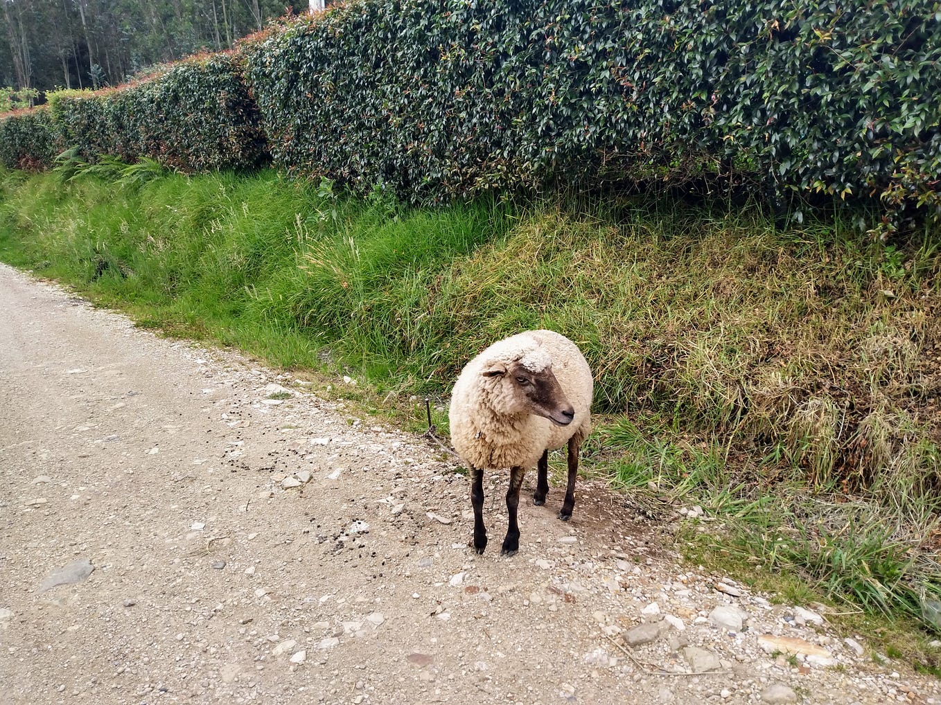 yea-i-have-never-been-that-way-even-as-a-kid-sara-burdick-medium