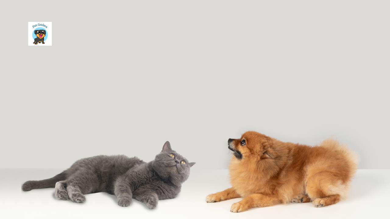 Where Do Cats Go When They Die?. The question of where cats go when they… by Pet Guiders Sep