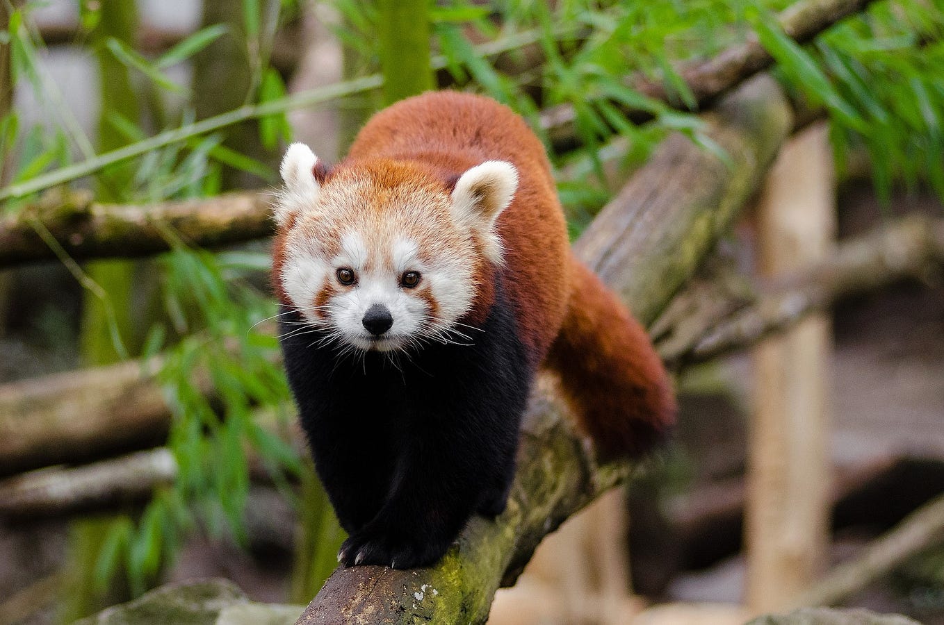 How to convert a string column to title case, lower case, or upper case  with Python, Pandas, and Jupyter notebook | by David Allen | Medium