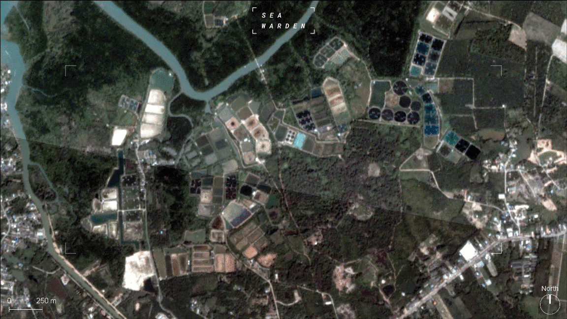 What does shrimp farming look like from space?