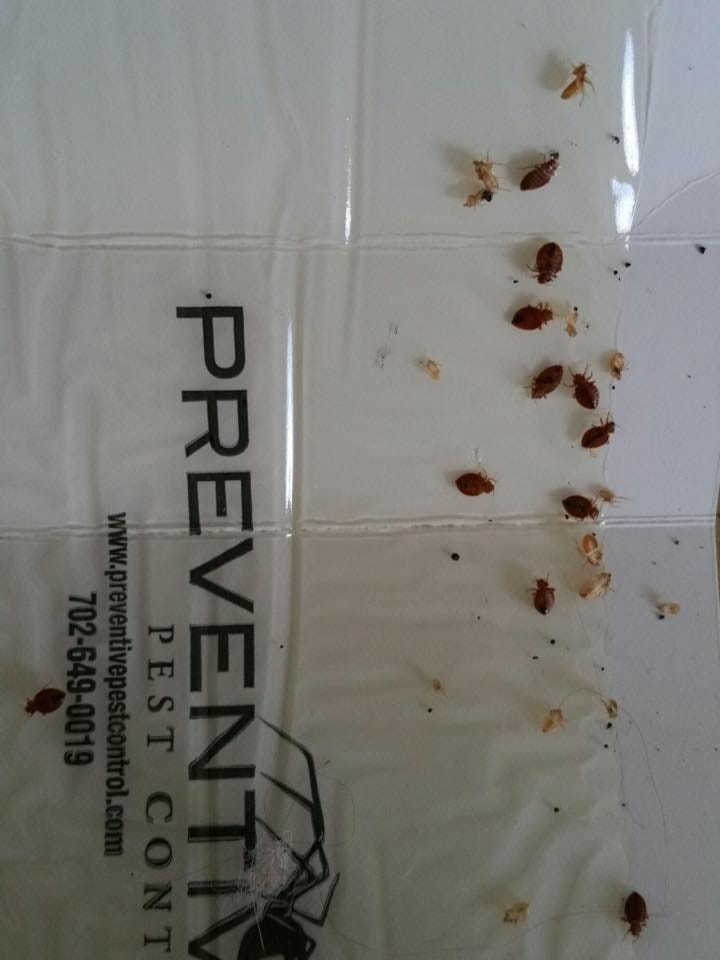 Preventive Pest Control — Las Vegas by preventive pest Medium