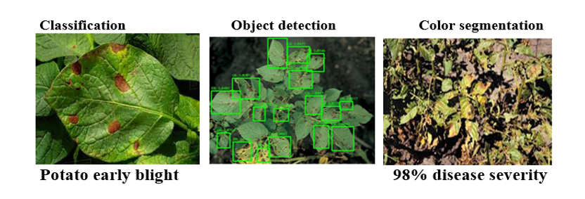 CROP DISEASE DETECTION USING IMAGE PROCESSING TECHNIQUE AND CNN ...