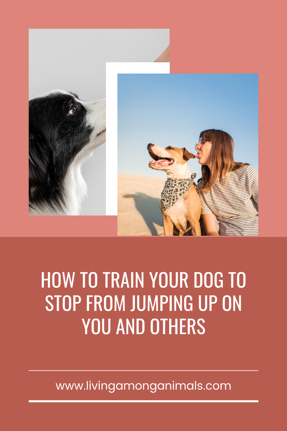 How To Stop Your Dog From Peeing In The House Livingamonganimals Medium