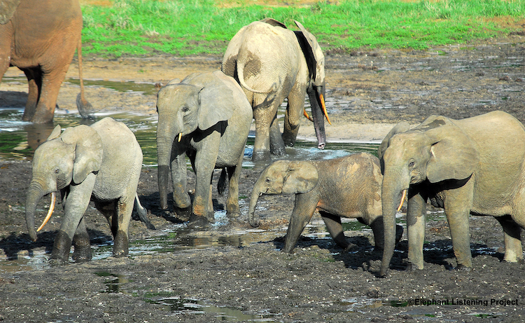 I believe stories of Mokele-Mbembe are derived from elephants