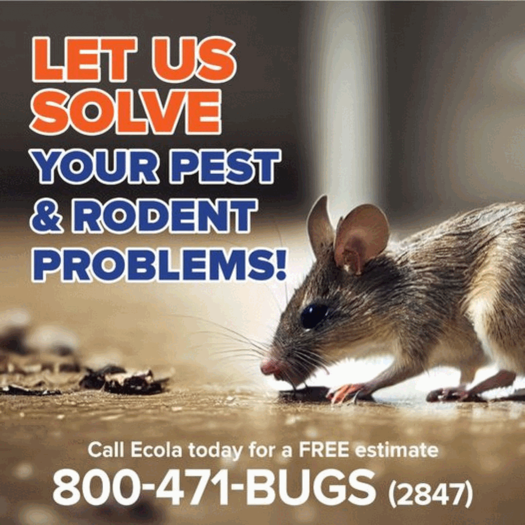 Trusted Termite Exterminator in Los Angeles Protect Your Home Today