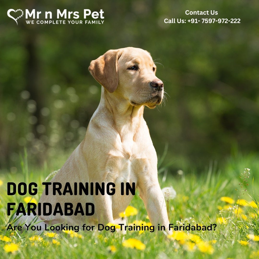 Dog Groomers in Faridabad Mrn Mrs Pet Medium