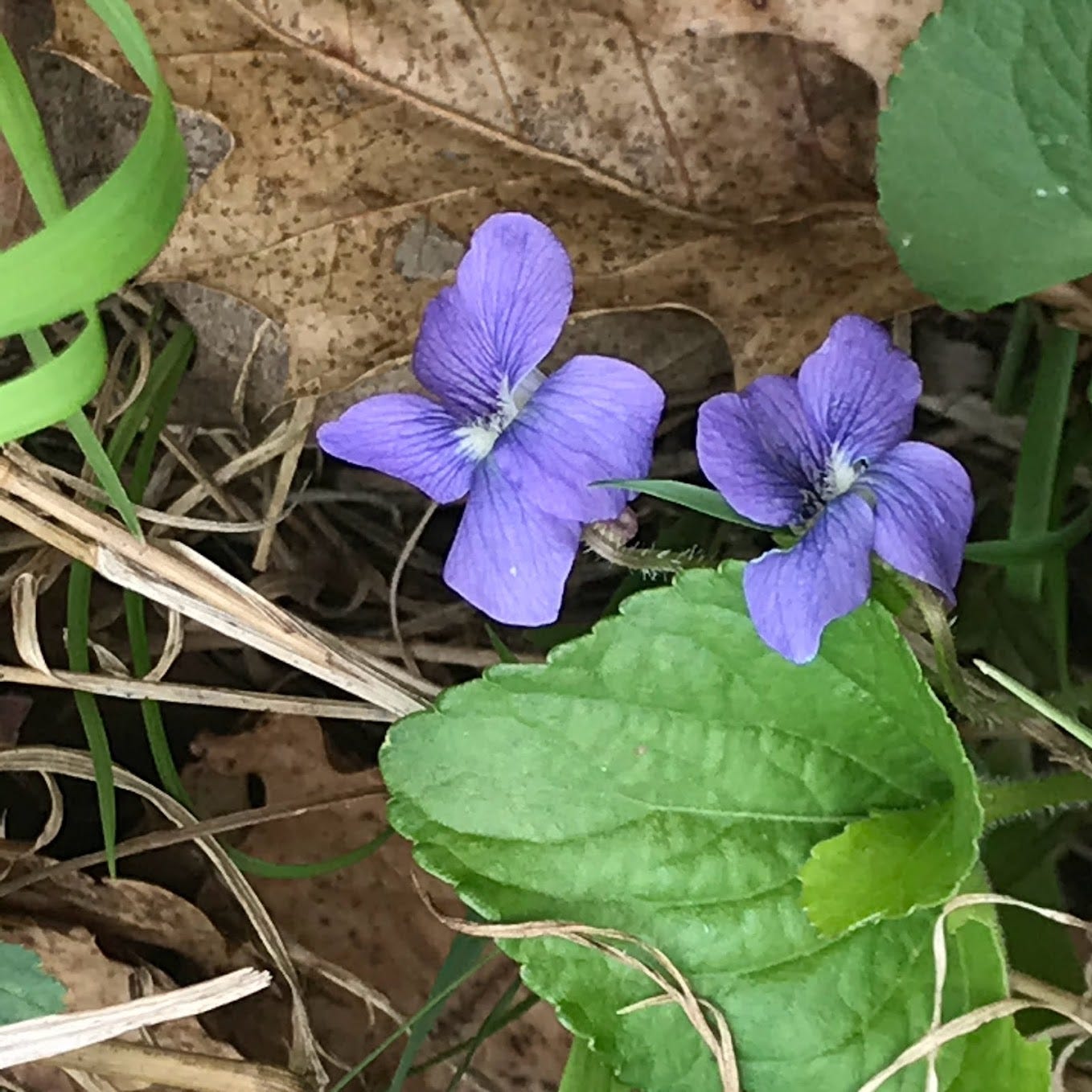 Bledding heart, jack in the pulpit, trillim, wood violet. © Carol Labuzzetta, 2020–2025.