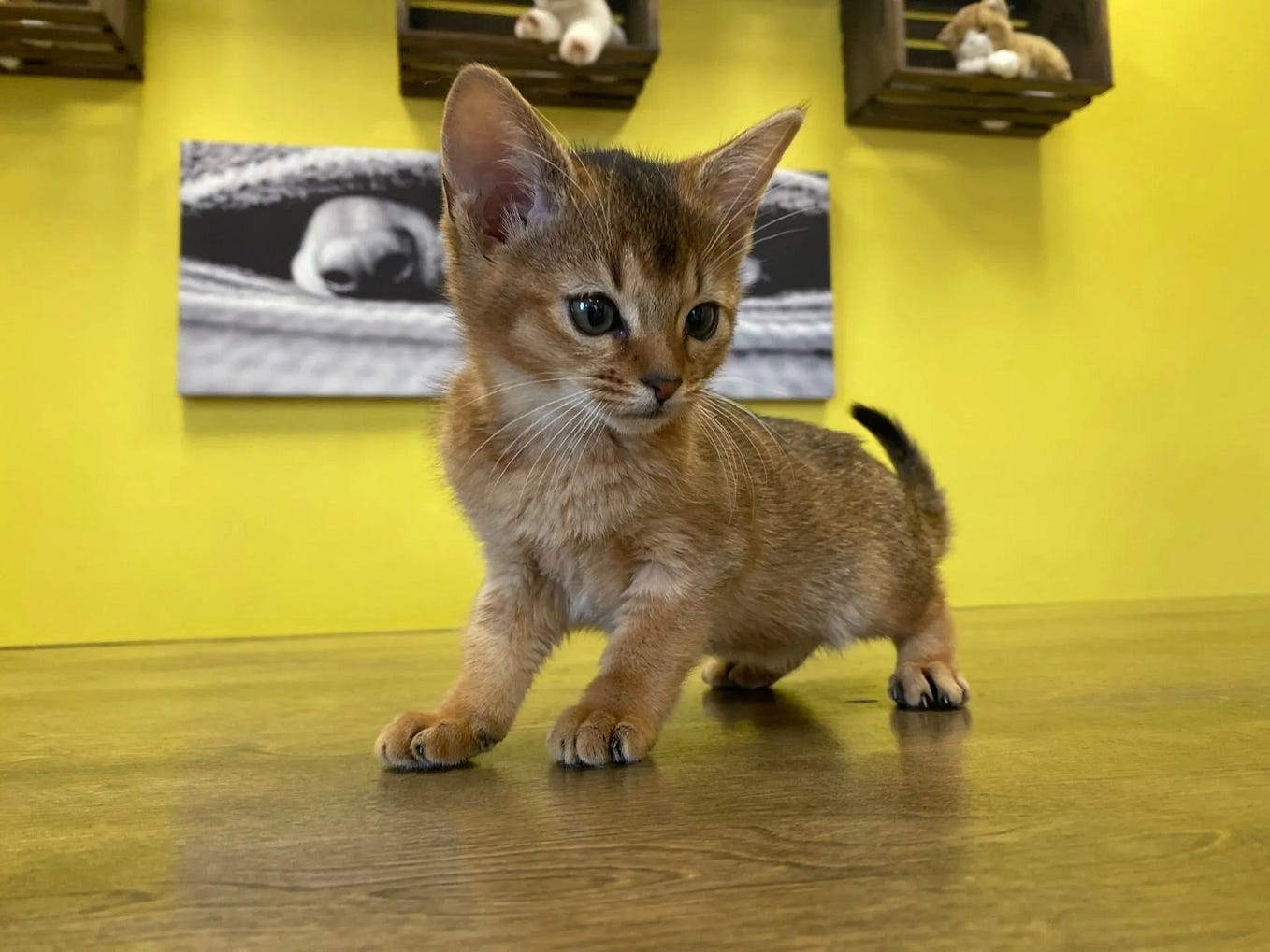 Extraordinary Sphynx Kittens For Sale at Westchester Puppies And Kittens Westchester Puppies