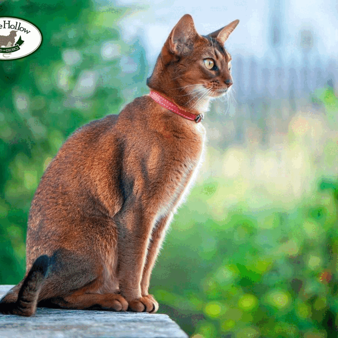 Savannah Cat Breeders Ambassadors Of Exotic Feline Beauty By Belle savannah-cat-breeders-ambassadors-of-exotic-feline-beauty-by-belle