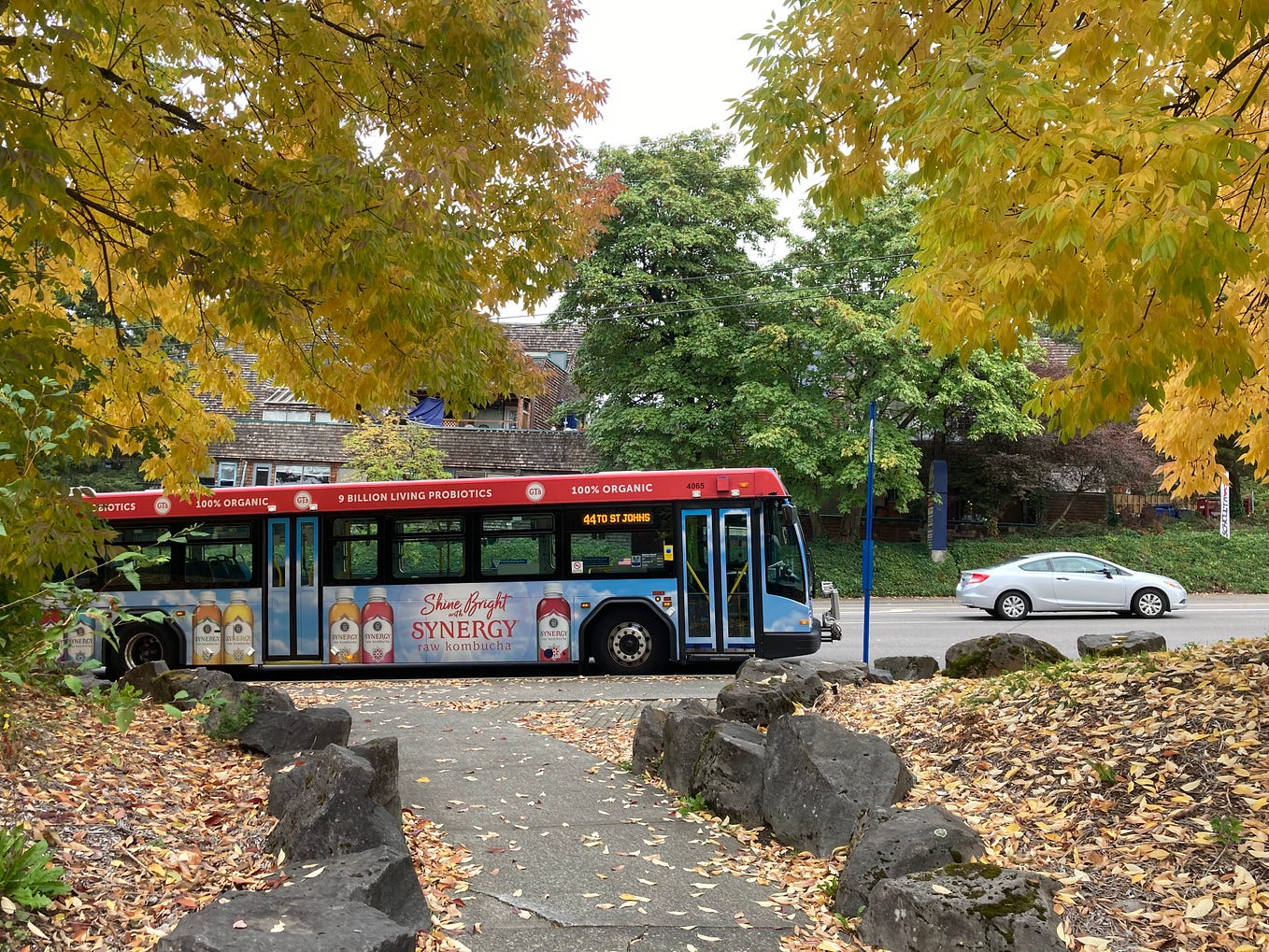 A TriMet bus with a Kombucha ad on the side of it framed by maple trees in yellow fall color leaves.