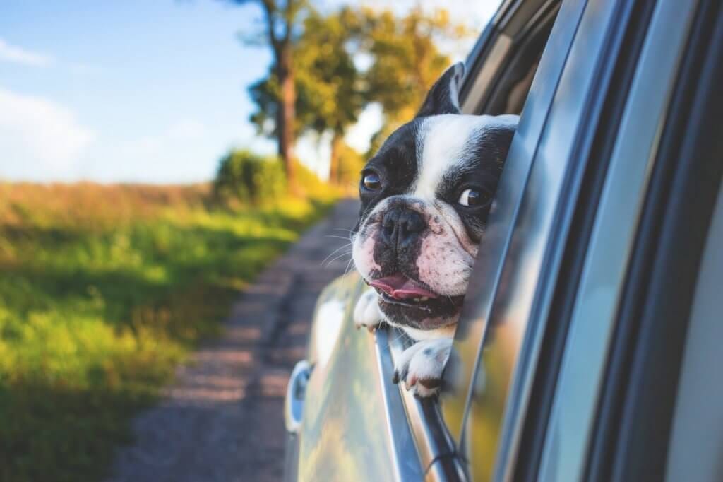 How to: Long Distance Car Travel with a Dog