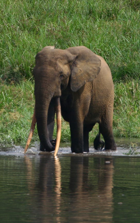 National Action Plan for Elephants Adopted in the Republic of Congo