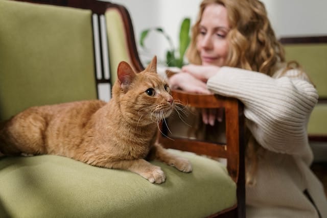 An orange cat sits on a green chair and a blonde woman sits beside the chair, and stares at the cat.