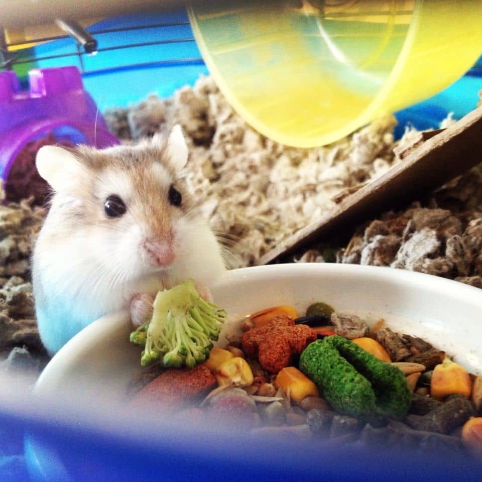 Can Hamsters Have Marigold? Unveiling the Truth by Panglecirclecurve Medium