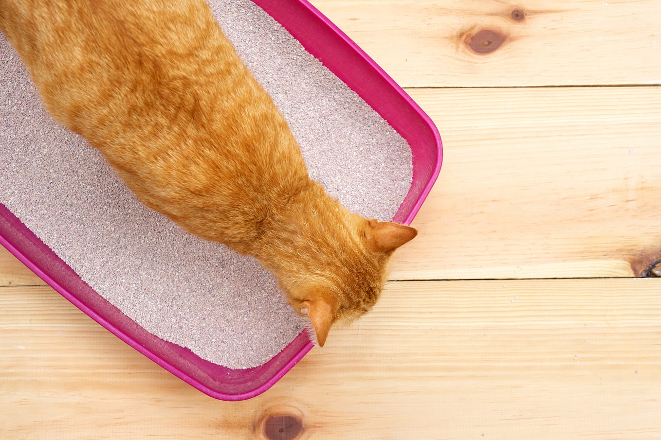 Does Cat Litter Decompose: Surprising Facts You Need to Know