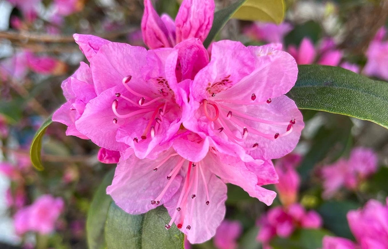 Plant This, Not That Eastern New York Edition by The Garden Gal Medium