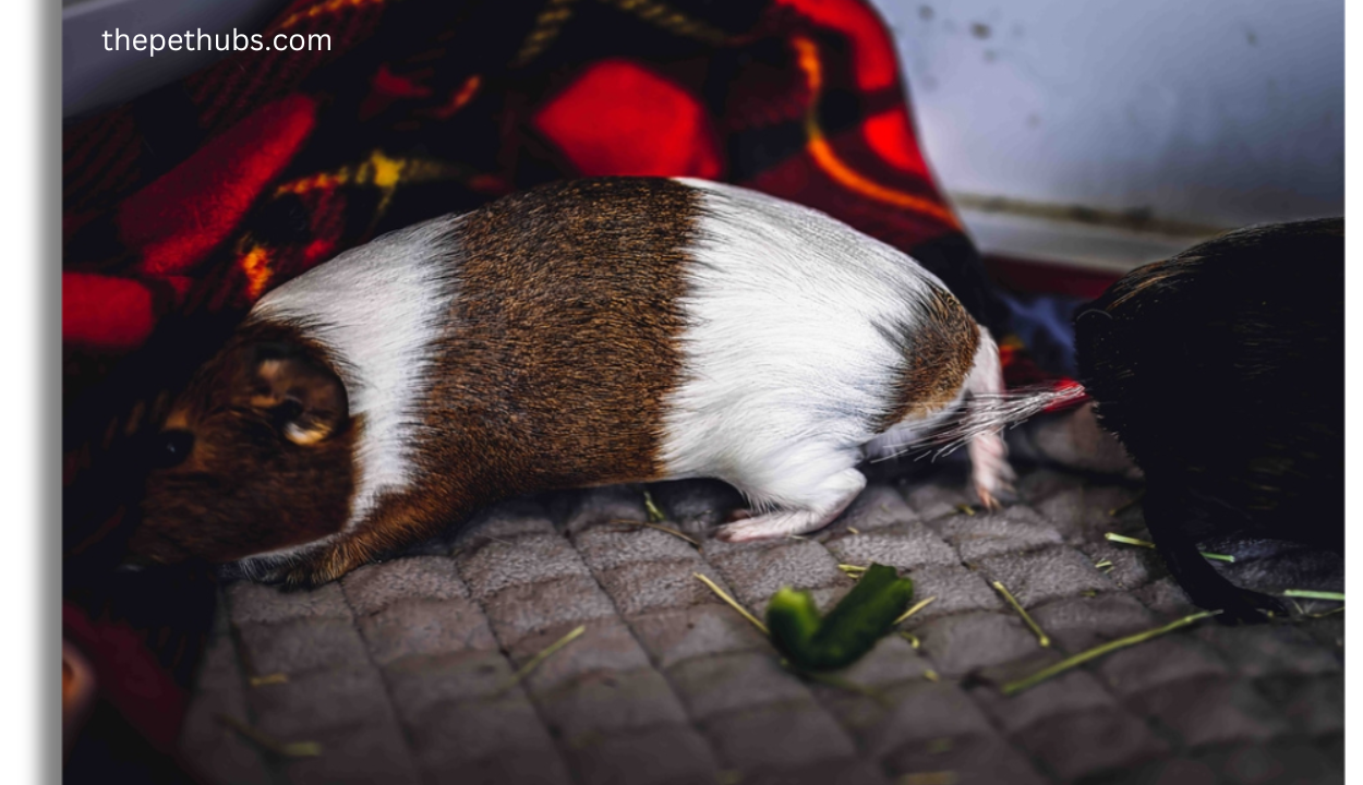 How Long Do Guinea Pigs Hibernate? 5 Key Facts Explained - Janifer