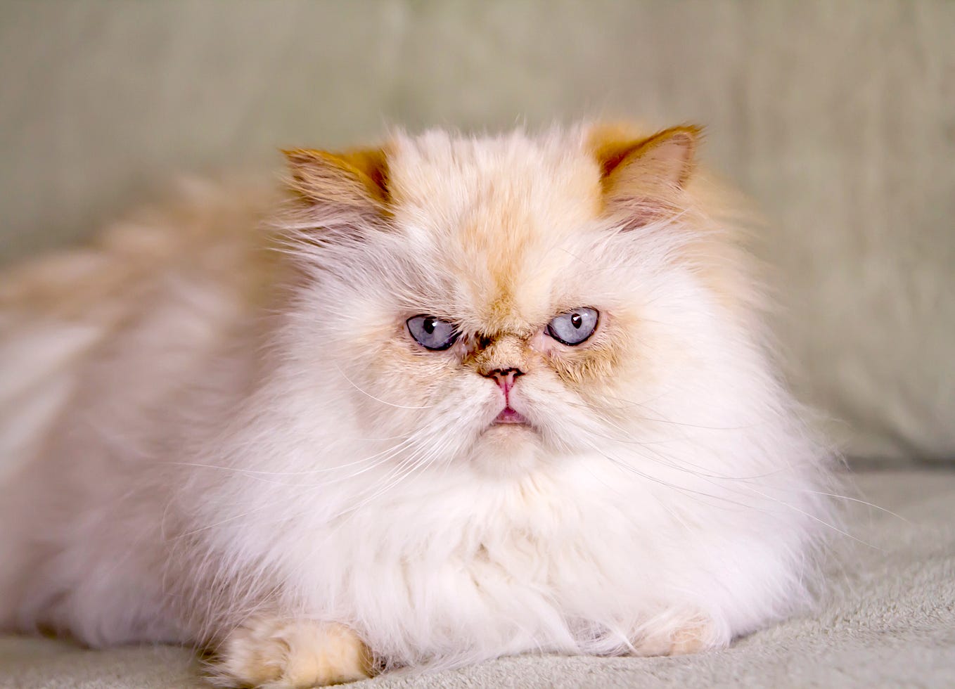 Persian Kittens For Sale. The gentle and lovely Persian cat for… | by ...