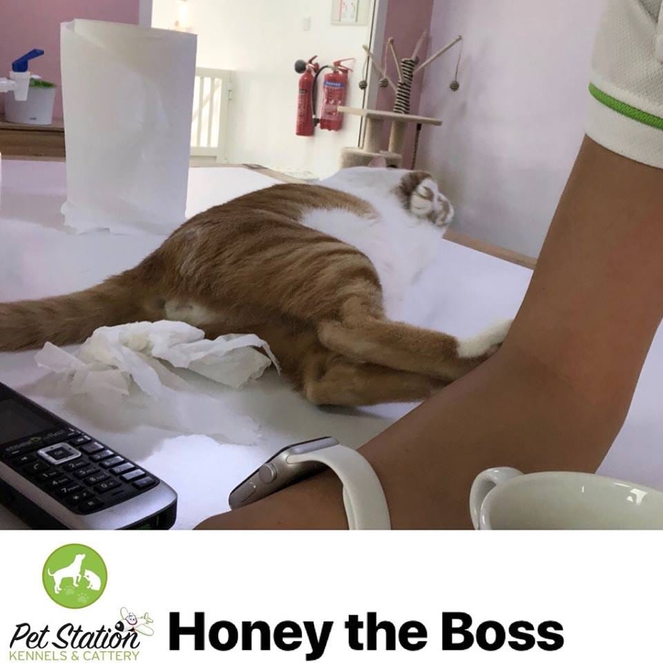 Pet Station Group on Sama Dubai TV Pet Station Group Medium