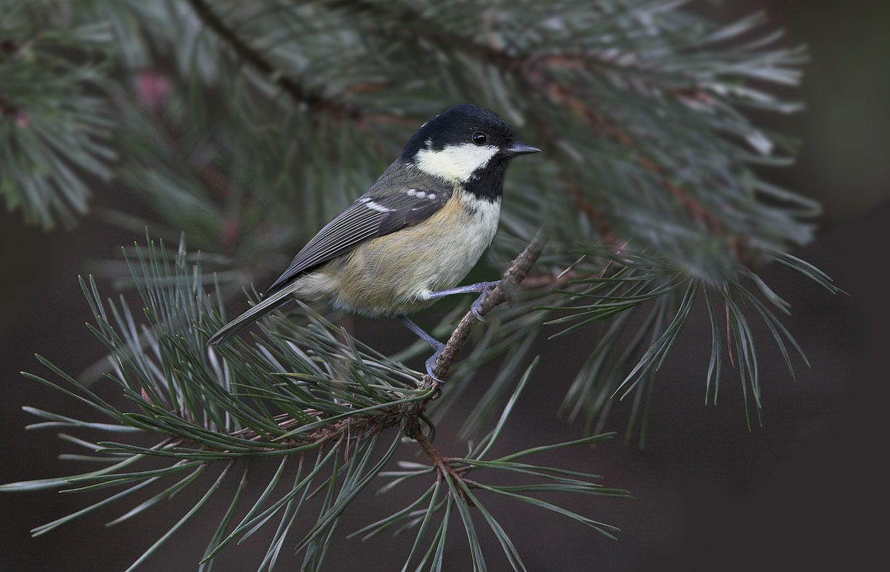 Coal Tit — not so black-and-white, by Anthony McGeehan
