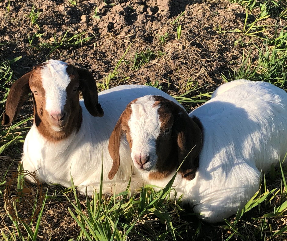 My Goats Cough All the Time. Here’s 9 Reasons Why
