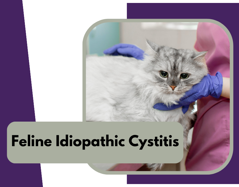 gabapentin for feline idiopathic cystitis