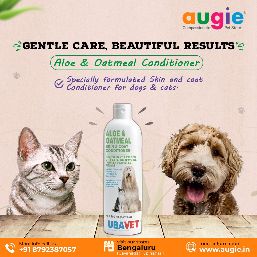 Chicken Smoothies For Cats Augie Pets Medium