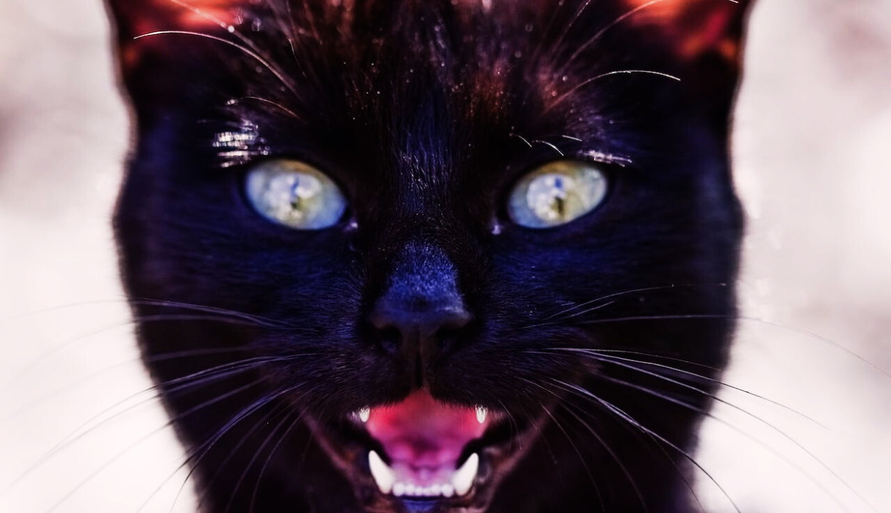 How Long Is A Cat In Heat