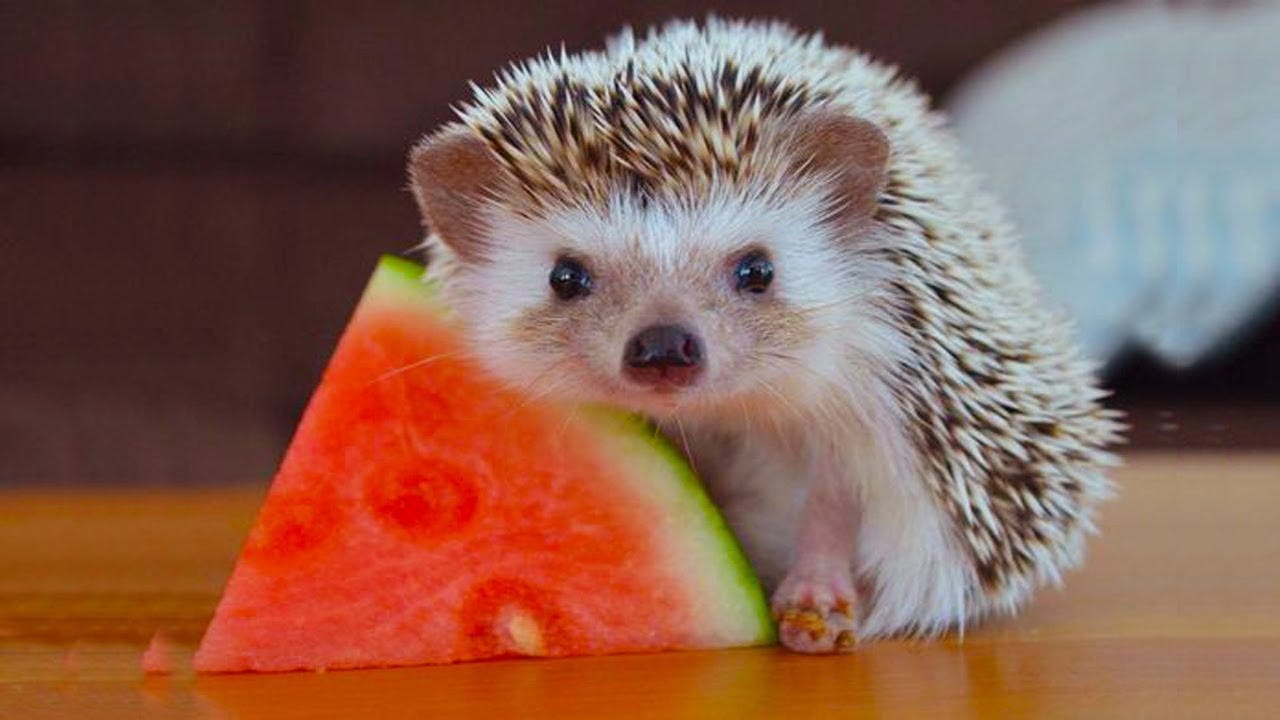 What cat food outlet can hedgehogs eat