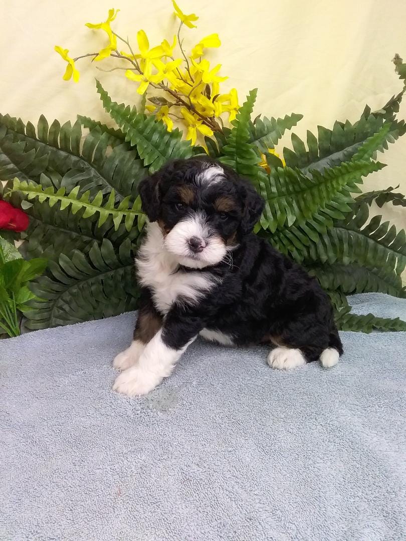 Miniature Bernedoodle Puppies for Sale Michiana Bernedoodles