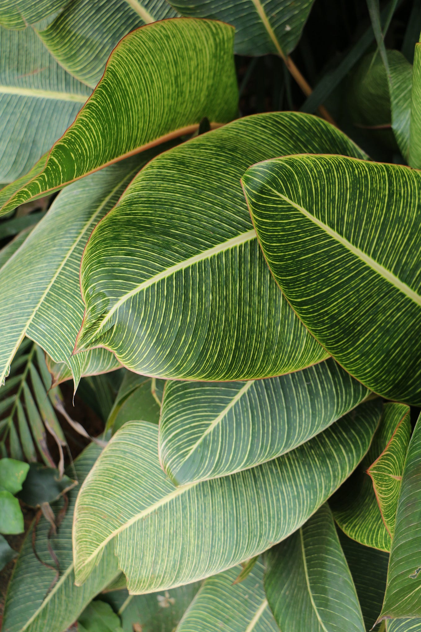 Best indoor plants in Thrissur Greenlifearthub Medium