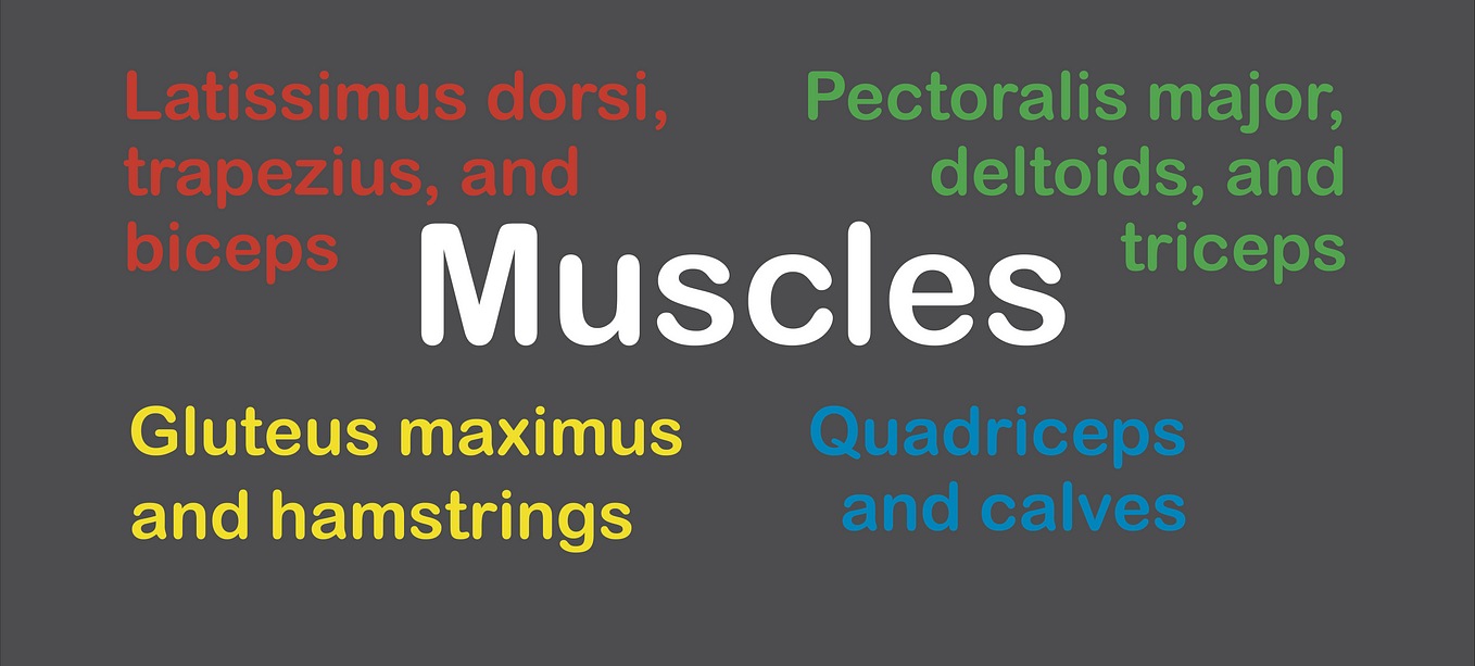 How can we identify the best way to train each muscle?