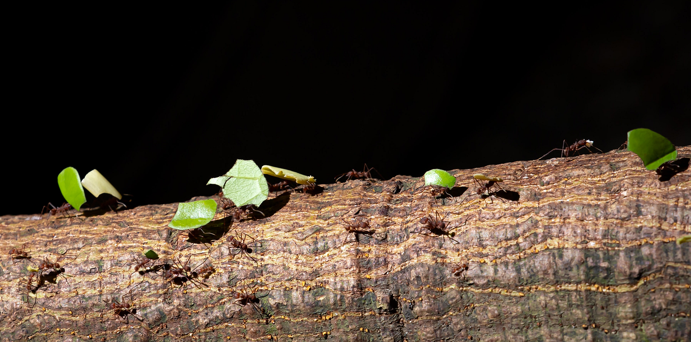 Hagakure for MLOps The Four Pillars of ML at Reasonable Scale by