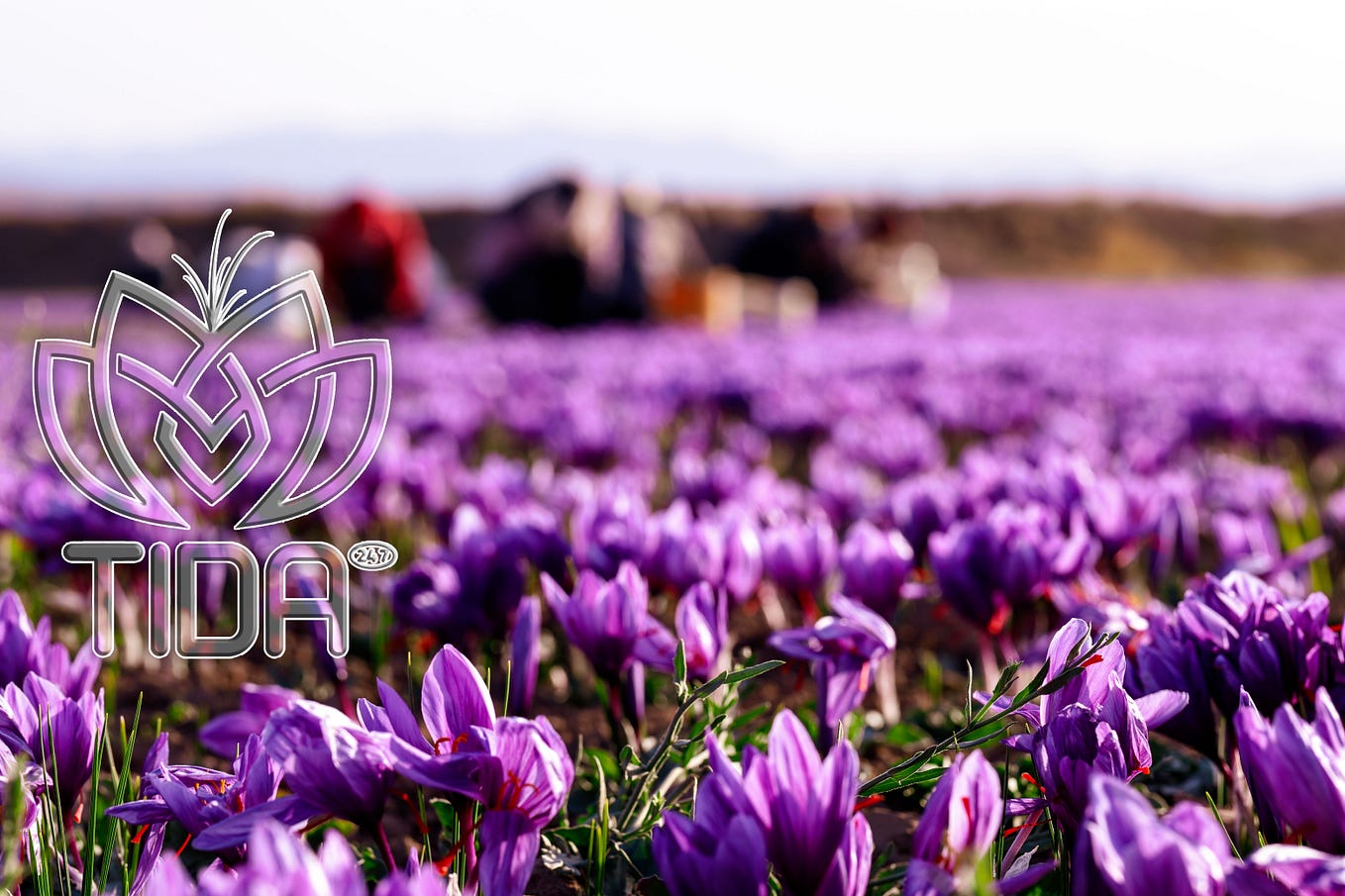 What is saffron ?. Saffron is a plant that grows through… by Tidasilkroad Medium