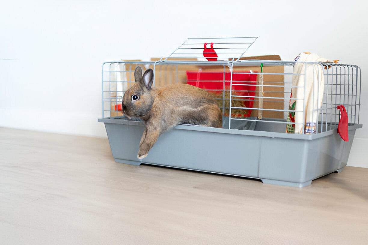 Why Does My Rabbit Lick Me When I Pick Her Up? by Your Pet Guide