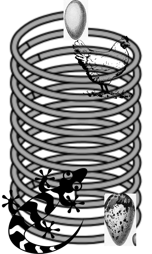 Solving the XOR problem using a singlelayer neural network by Suki