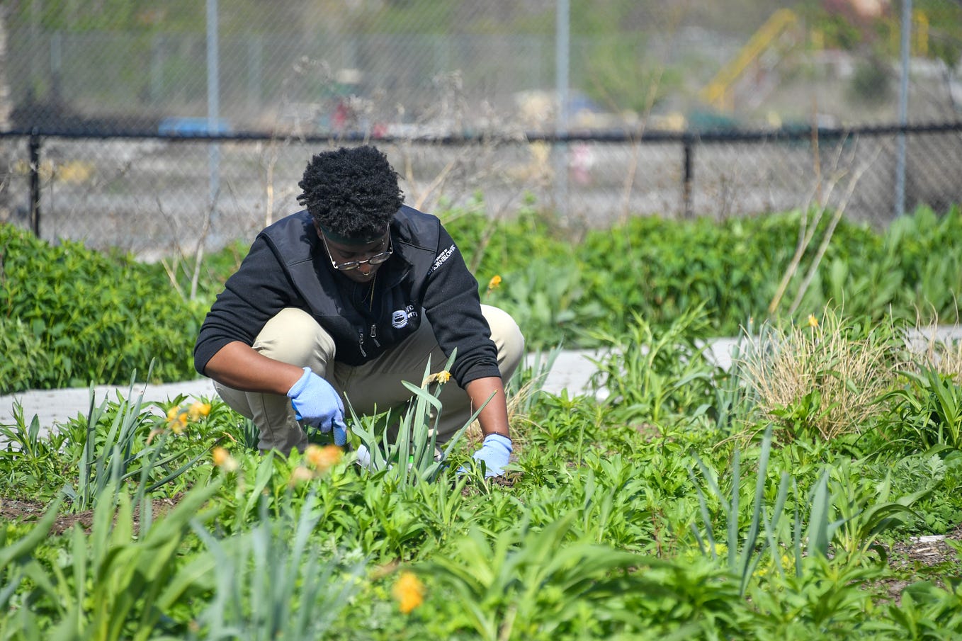 A volunteer kneels to work on plantings at Bushwick Inlet Park