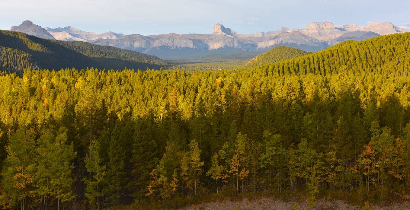 Trout & Drought. By: David Blair Bow River Trout… | by Alberta's Native ...