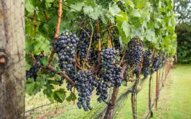BEGINNERS GUIDE TO GROWING GRAPES IN OKLAHOMA By Ogicsub Medium Beginners guide to growing grapes in oklahoma by ogicsub medium