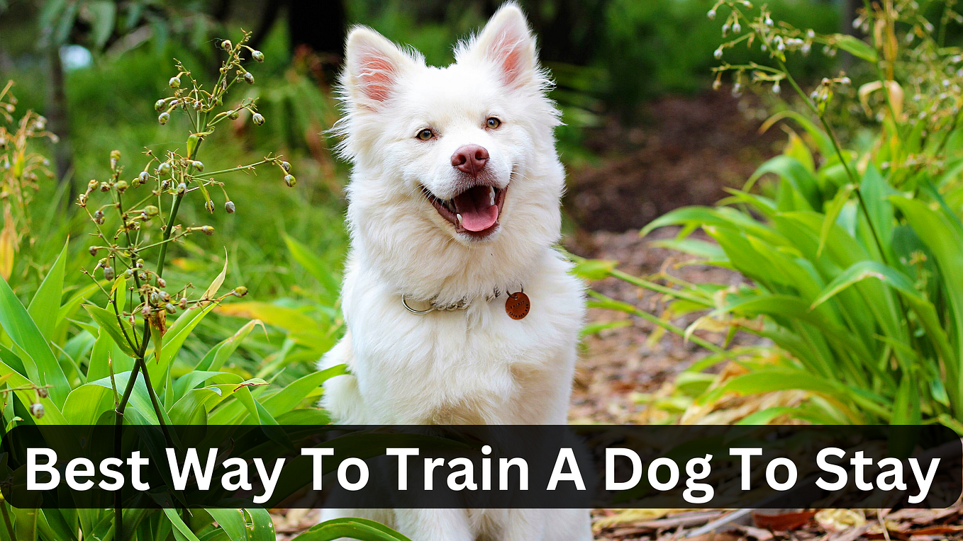 What is the best way to crate train my dog? by Brain Training For